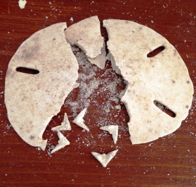 sand dollar